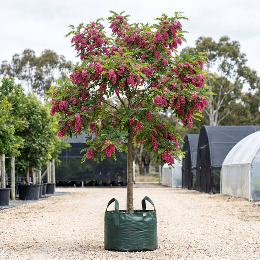 Casque Rouge Wisteria Tree - Robinia pseudoacacia ‘Casque Rouge’