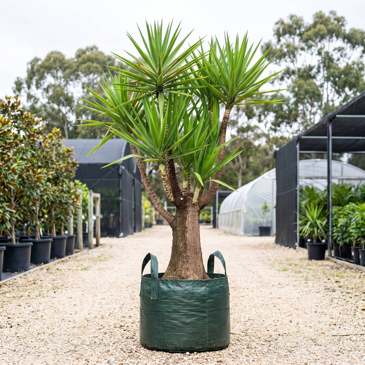 Spineless Yucca (Multi-Stem) - Yucca elephantipes