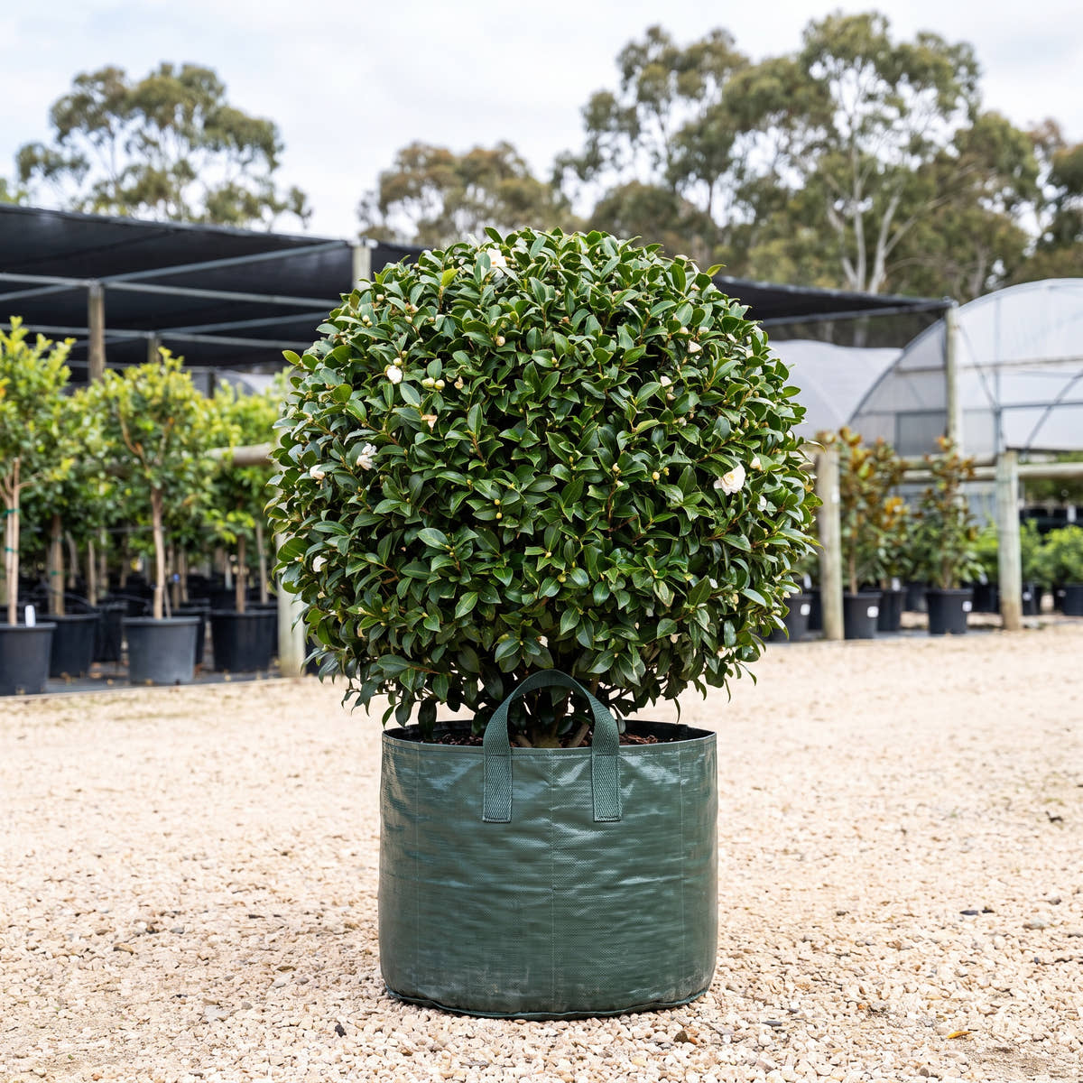 Man Size Camellia (Ball) - Camellia japonica ‘Man Size’