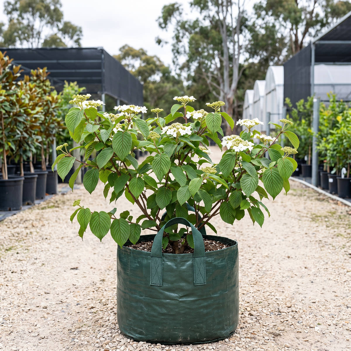 Mariesii Doublefile Viburnum - Viburnum plicatum f. tomentosum ‘Mariesii’
