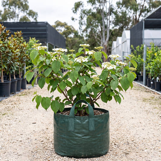 Mariesii Doublefile Viburnum - Viburnum plicatum f. tomentosum ‘Mariesii’