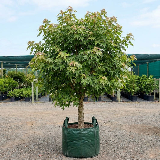 Lacebark Tree - Brachychiton discolor