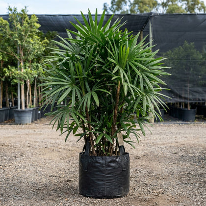 Lady Palm - Rhapis excelsa