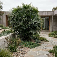 Lady Palm - Rhapis excelsa
