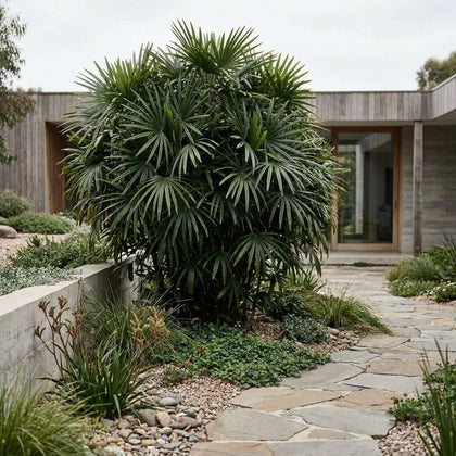 Lady Palm - Rhapis excelsa