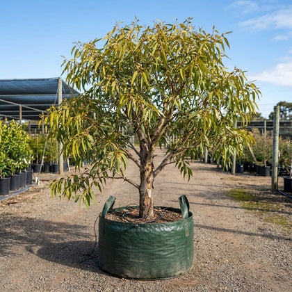 Large Fruited Yellow Gum - Eucalyptus leucoxylon ‘Megalocarpa’