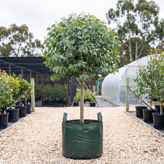 Euky Dwarf Yellow Gum (Standard) - Eucalyptus leucoxylon ‘Euky Dwarf’