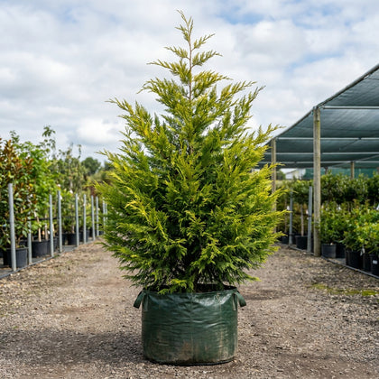 Leighton Green - Cupressocyparis leylandii 'Leighton Green'