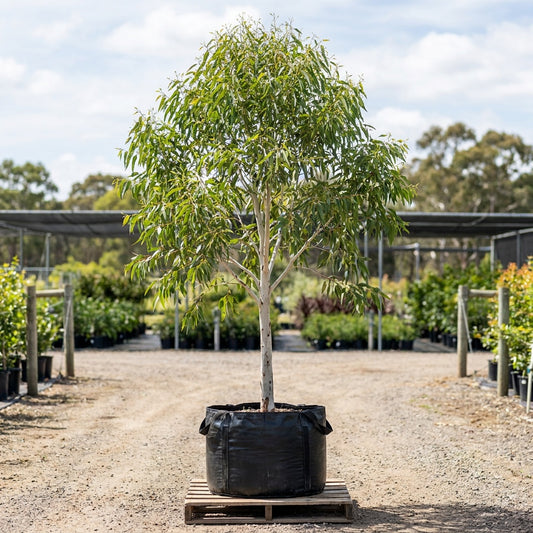 Lemon Scented Gum - Corymbia citriodora