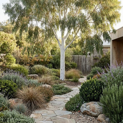 Lemon Scented Gum - Corymbia citriodora