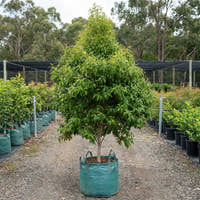 Lemon Scented Myrtle - Backhousia citriodora