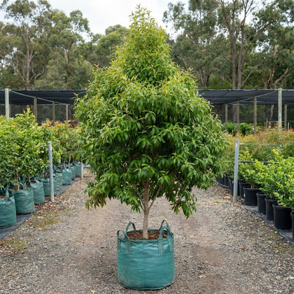 Lemon Scented Myrtle - Backhousia citriodora