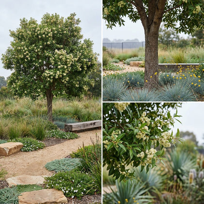 Lemon Scented Myrtle - Backhousia citriodora