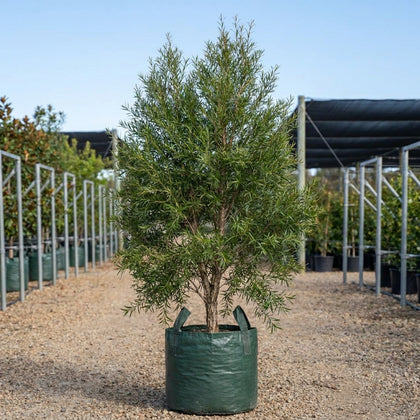 Lemon Scented Tea Tree - Leptospermum petersonii