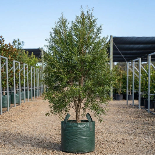 Lemon Scented Tea Tree - Leptospermum petersonii