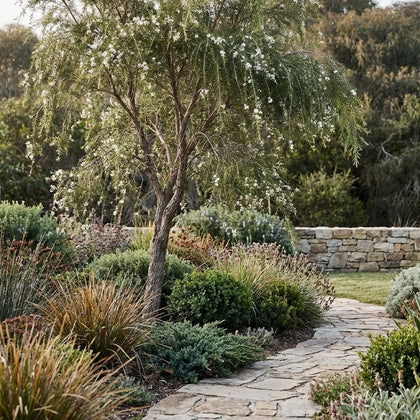 Lemon Scented Tea Tree - Leptospermum petersonii