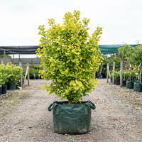Lemonlime Spire Ginkgo - Ginkgo biloba ‘Lemonlime Spire’
