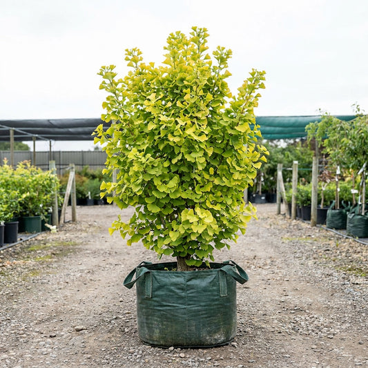 Lemonlime Spire Ginkgo - Ginkgo biloba 'Lemonlime Spire'