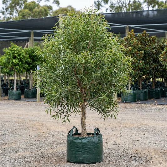 Lightwood - Acacia implexa