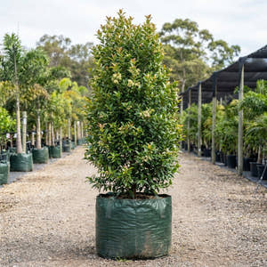 Lilly Pilly Goodbye Neighbours - Acmena smithii ‘Goodbye Neighbours’