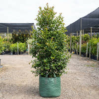 Lilly Pilly Northern Select - Syzygium australe ‘Northern Select’