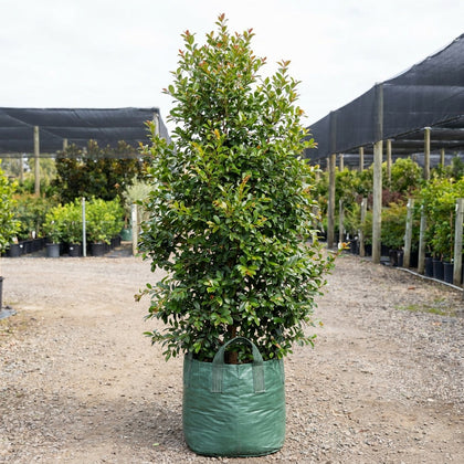 Lilly Pilly Northern Select - Syzygium australe 'Northern Select'