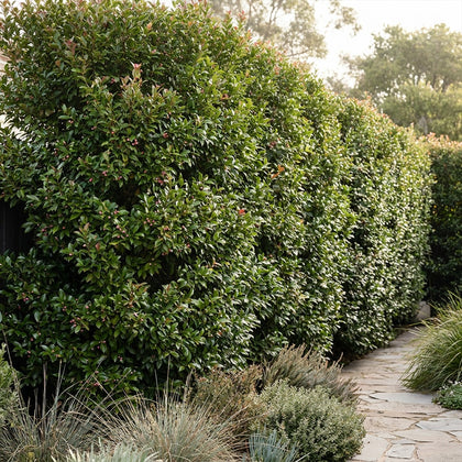 Lilly Pilly Northern Select - Syzygium australe 'Northern Select'