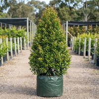 Lilly Pilly Resilience - Syzygium australe ‘Resilience’