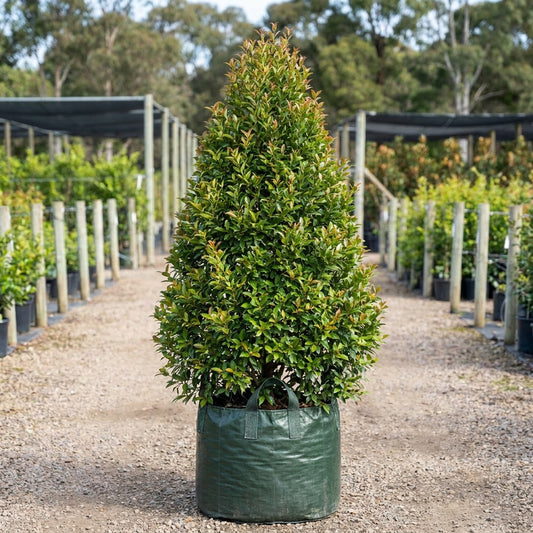 Lilly Pilly Resilience - Syzygium australe 'Resilience'