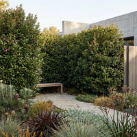 Lilly Pilly Resilience - Syzygium australe ‘Resilience’