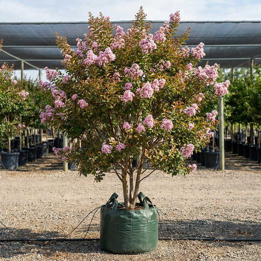 Lipan Crepe Myrtle - Lagerstroemia 'Lipan'