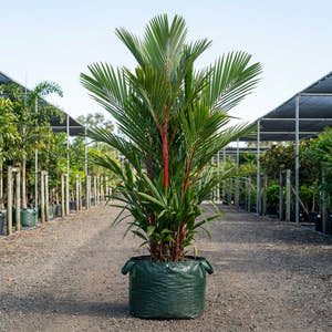 Lipstick Palm - Cyrtostachys renda