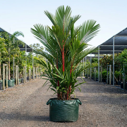 Lipstick Palm - Cyrtostachys renda