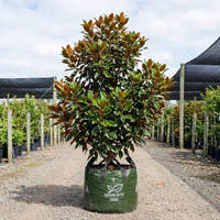 Little Gem Magnolia - Magnolia grandiflora ‘Little Gem’