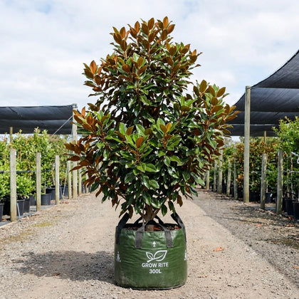 Little Gem Magnolia - Magnolia grandiflora 'Little Gem'
