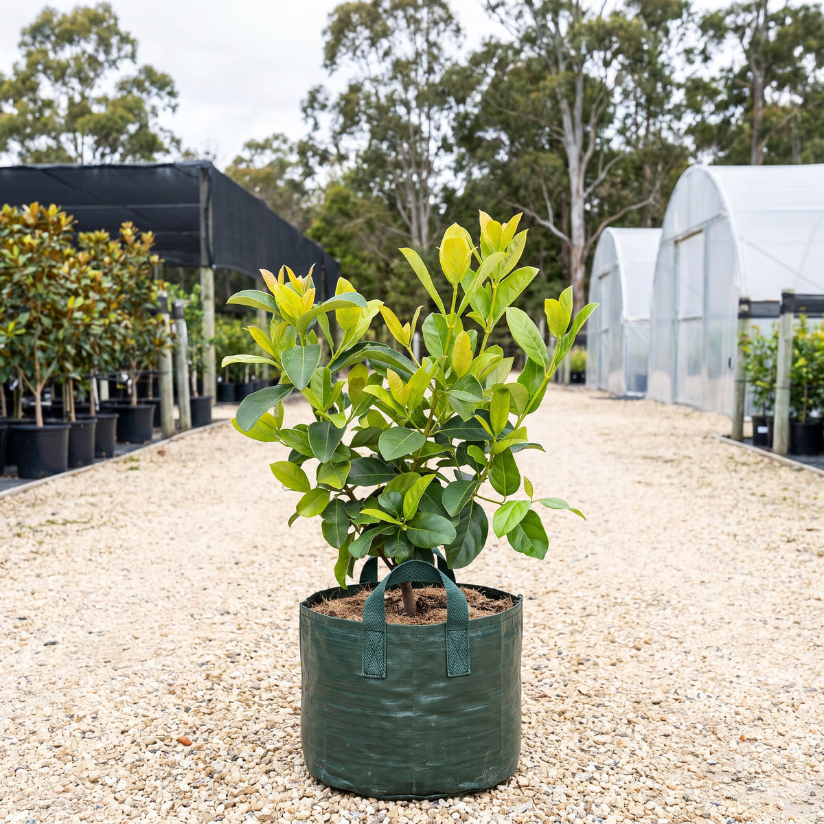 Sweet Viburnum - Viburnum odoratissimum var. awabuki