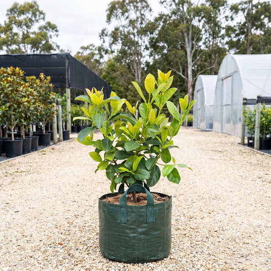 Sweet Viburnum - Viburnum odoratissimum var. awabuki