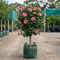Lollipops Hibiscus - Hibiscus ‘Lollipops’