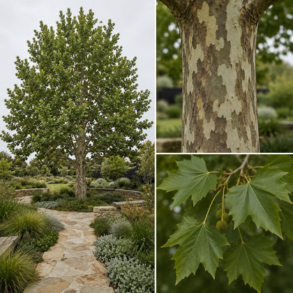 London Plane Tree - Platanus acerifolia