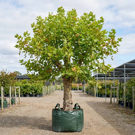 London Plane Tree - Platanus acerifolia