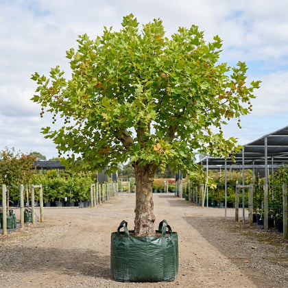 London Plane Tree - Platanus acerifolia