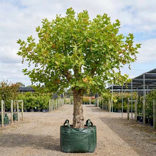 London Plane Tree - Platanus acerifolia