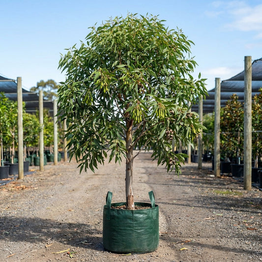 Long-Fruited Marlock - Eucalyptus macrandra