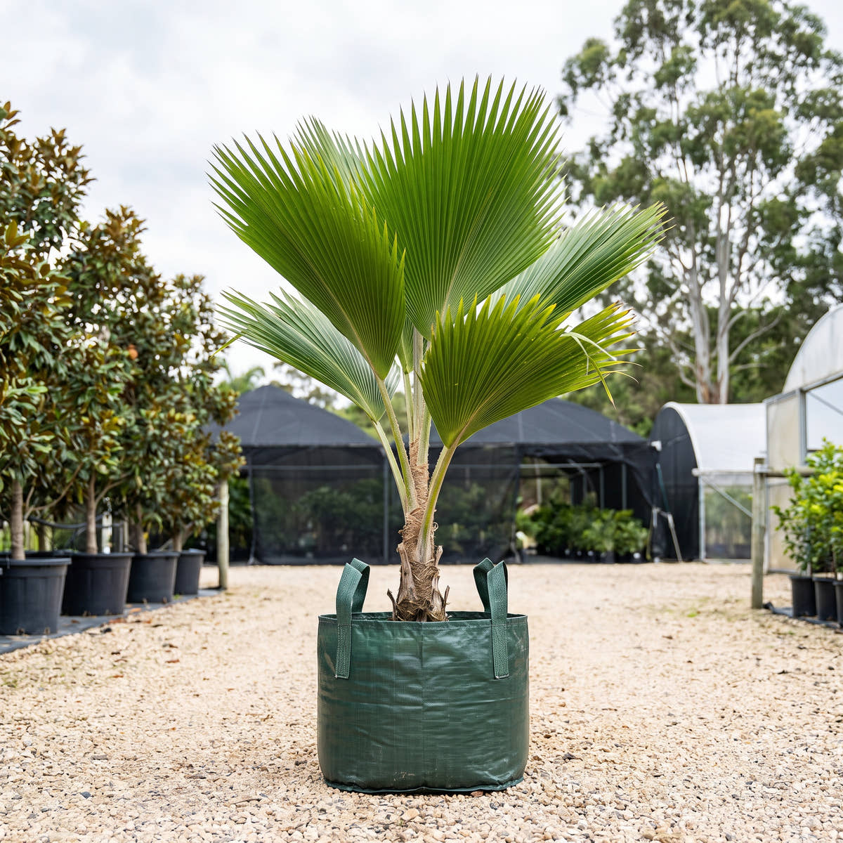 Fiji Fan Palm - Pritchardia pacifica