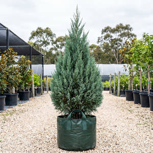 Blue Point Juniper - Juniperus chinensis ‘Blue Point’
