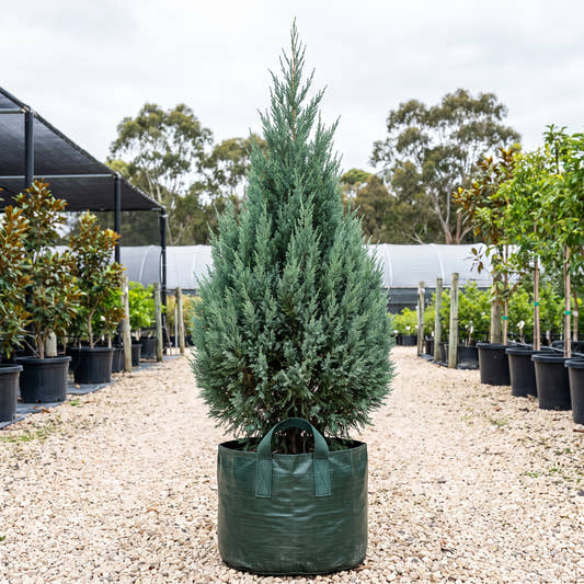 Blue Point Juniper - Juniperus chinensis ‘Blue Point’