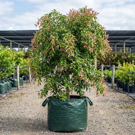 Luehmann's Lilly Pilly - Syzygium luehmannii