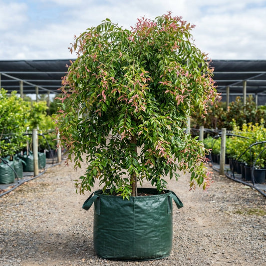 Luehmann's Lilly Pilly - Syzygium luehmannii