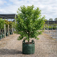 Luisa Plum - Prunus salicina ‘Luisa’
