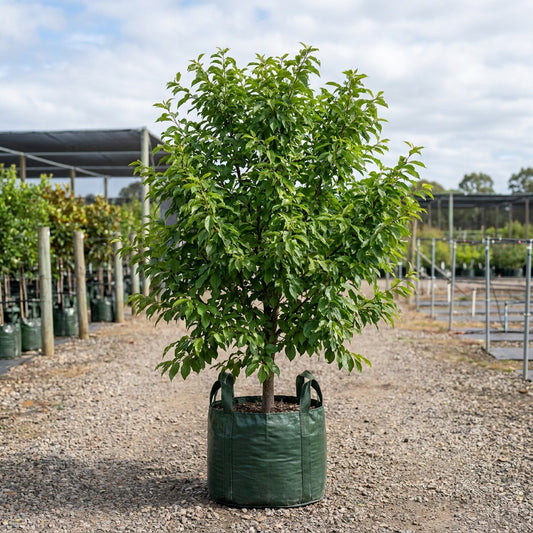 Luisa Plum - Prunus salicina ‘Luisa’